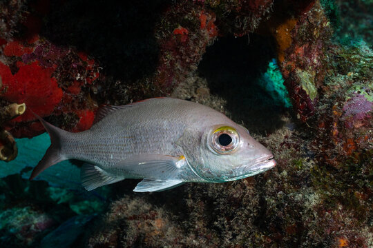 Mahogany snapper in the Mesoamerican Reef