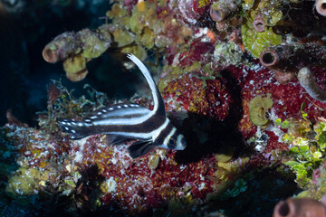 Spotted drum on a reef
