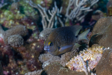 Spotted drum on a reef