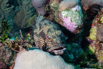 Graysby swimming in a reef