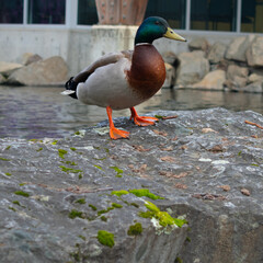 Male mallard with a closed beak stands on a mossy rock with a pond behind him
