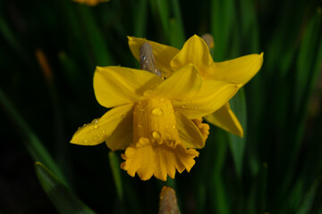Close up of a yellow trumpet King Alfred daffodil with rain drops and a dark green background