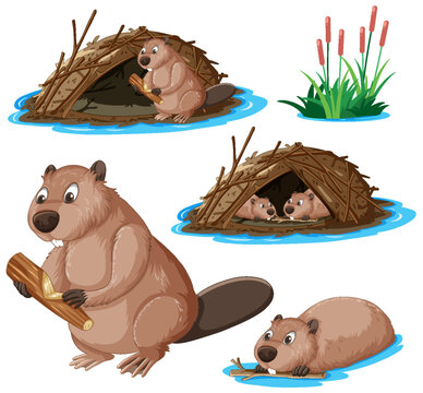Set of beaver cartoon character