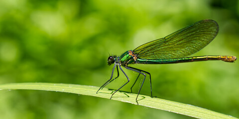 green dragonfly close up. Macro shots nature scene dragonfly. green dragonfly in the nature habitat