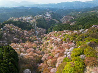  Thousand Cherry Blossoms