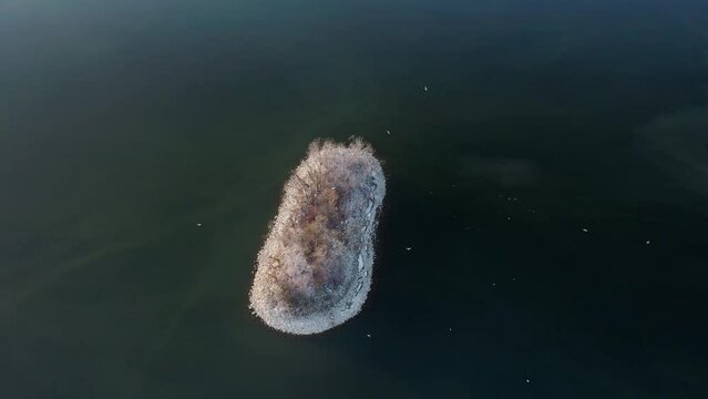 Birds Flying Around Small Island In The Midst Of Calm Waters Of Lake Czorsztyn On The Dunajec River In Southern Poland. aerial rotate