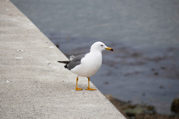 堤防に立つカモメ