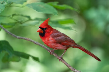 Northern cardinal