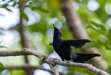 Black catbird