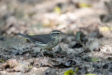 Northern waterthrush