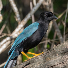 Yucatán jay