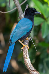 Yucatán jay