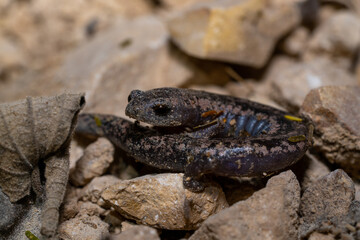Yucatán mushroomtongue salamander on rocks