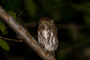 Ferruginous pygmy owl on perch