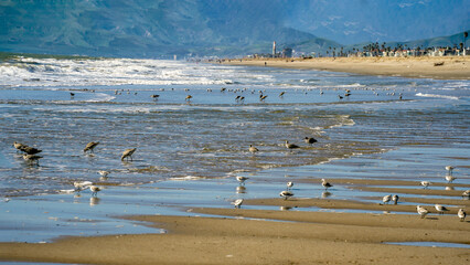 Fototapeta na wymiar Variety Endangered Coastal seabirds wading in the ocean water on the beach sand with Ventura California and mountains in the backgrounds