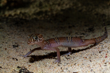 Yucatán banded gecko