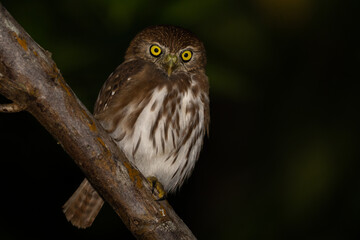 Ferruginous pygmy owl on perch