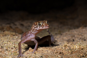 Yucatán banded gecko