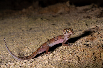 Yucatán banded gecko