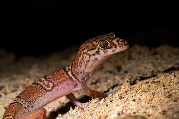 Yucatán banded gecko