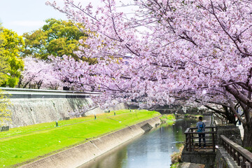 Beautiful cherry blossom tree scenery, Kumamoto city, Japan