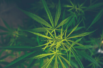 Green Marijuana tree cannabis plant narcotic herbal in greenhouse. Hemp leaf made cannabis crude oil at medicine farm. CBC, THC herb agriculture by Weed leaf Drug and medicine healthcare concept