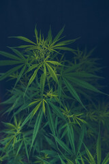 Vertical Green weed Marijuana tree cannabis plant narcotic herbal in CBC greenhouse. Hemp leaf made...