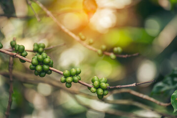 Green coffee bean berry plant fresh raw seed coffee tree growth in eco organic farm. Close up Green seed berries harvest arabica coffee garden. Fresh coffee bean green leaf bush ecology berry plant