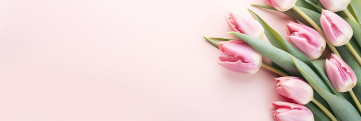 Fototapeta premium Tulip on pink background ,Generative ai