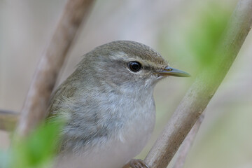 春告鳥の別名を持つウグイス