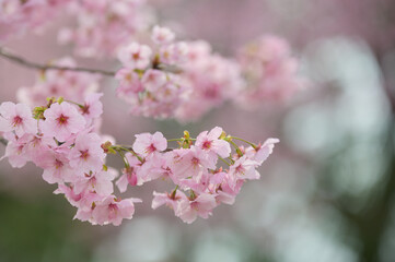 ●陽光桜