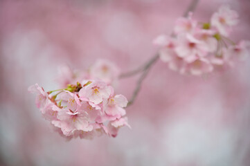 ●陽光桜