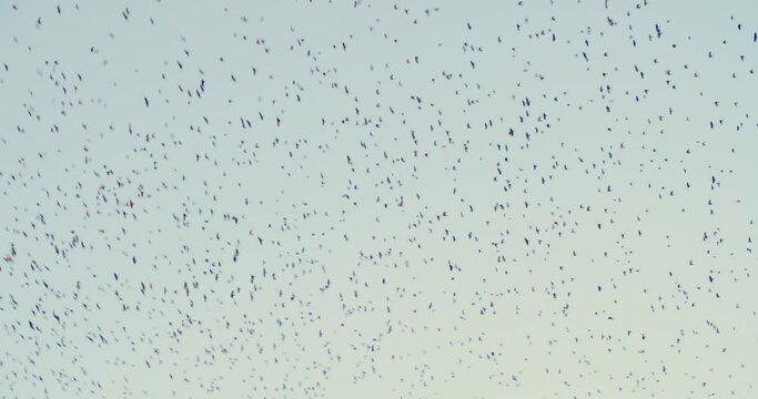 4k lot birds in sky are flying forage daytime. large flock birds crow fly somewhere moving away from camera and image becomes blurry. silhouettes birds cloudless blue sky.4k large group ravens migrate