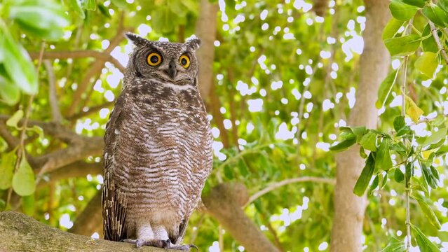 Relaxed Eagle-Owl in tree stares stoically and blinks big yellow eyes
