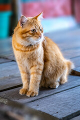 Cute red cat sitting on wooden floor