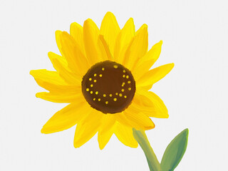  Oil Paint Lumpy Floral Hand Drawn Sunflower.Isolated on Transparent Background,PNG image.
