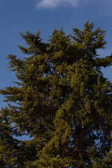 Fototapeta premium árbol, cielo, bosque, languidecer, naturaleza, azul, verde, paisaje, verano, madera, alto, hojas, luz solar, primavera, sucursal, fábrica, aparcar, nativo, nube