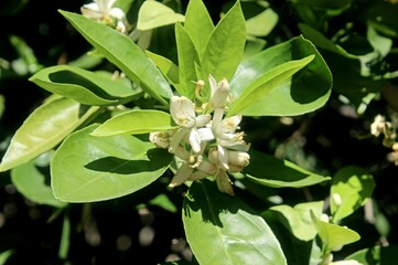 Orange Blossom on the Tree