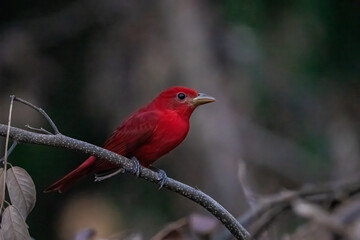 Summer tanager on perch