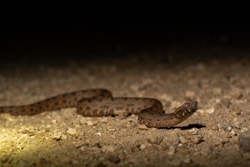 Yucatán Hognose Viper