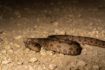Yucatán Hognose Viper