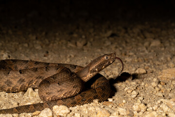 Yucatán Hognose Viper