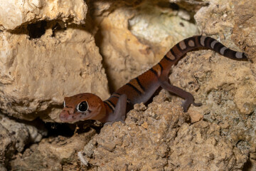 Yucatán banded gecko juvenile 