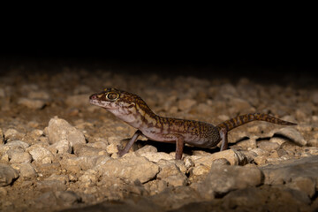 Yucatán banded gecko
