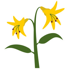 黄色い百合のフラットベクターイラスト