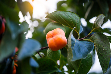 Ripe Persimmons fruit hanging on  Persimmon branch tree