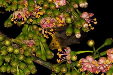 Jamaican fruit bat pollinating flower - obrazy, fototapety, plakaty