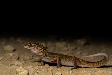 Yucatán banded gecko