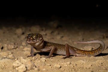 Yucatán banded gecko
