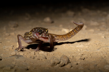Yucatán banded gecko